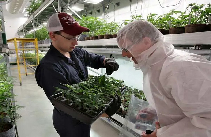 Lucrative Careers in the Cannabis Industry